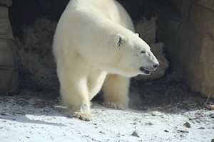 Polar Bear 3